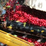 Cherry Harvest at Amos Orchards